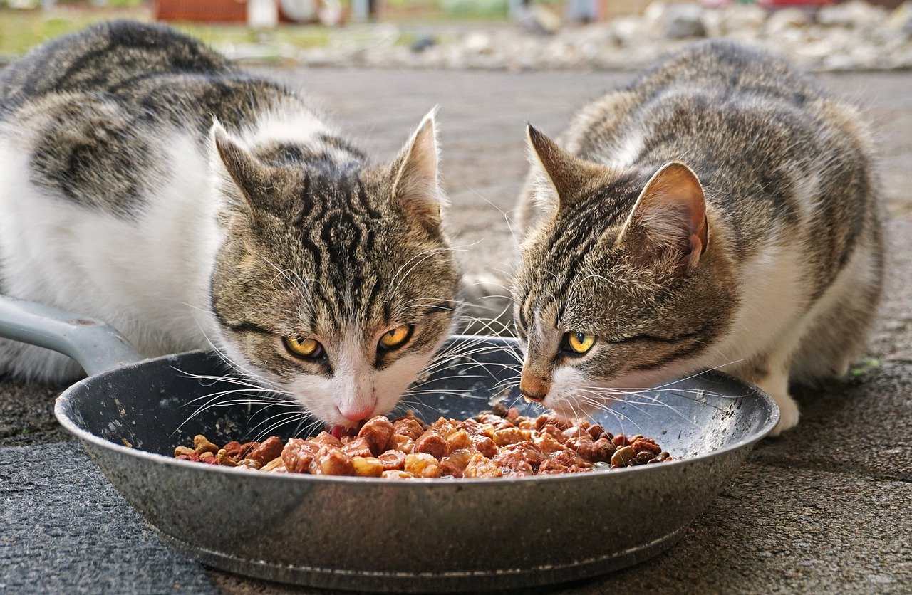 Кормление кошек один раз в день может улучшить их здоровье