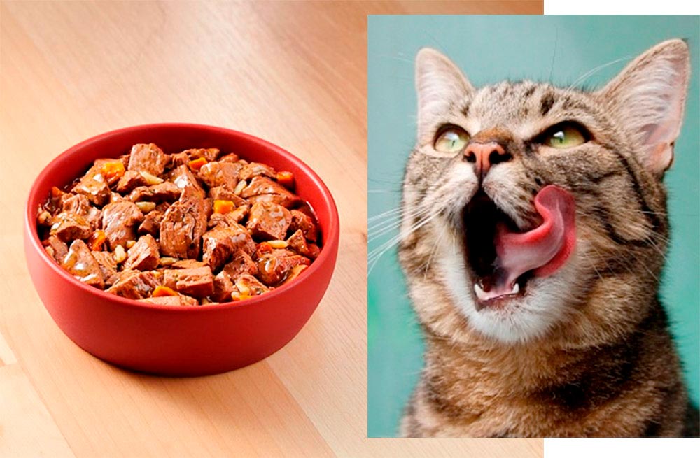 натуральные продукты в питании кошки фото