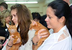 В Усть-Каменогорске состоялась выставка кошек