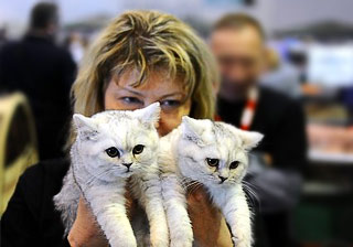 Усатые звезды и подрастающие чемпионы: в Москве прошла выставка кошек Felina Belissima