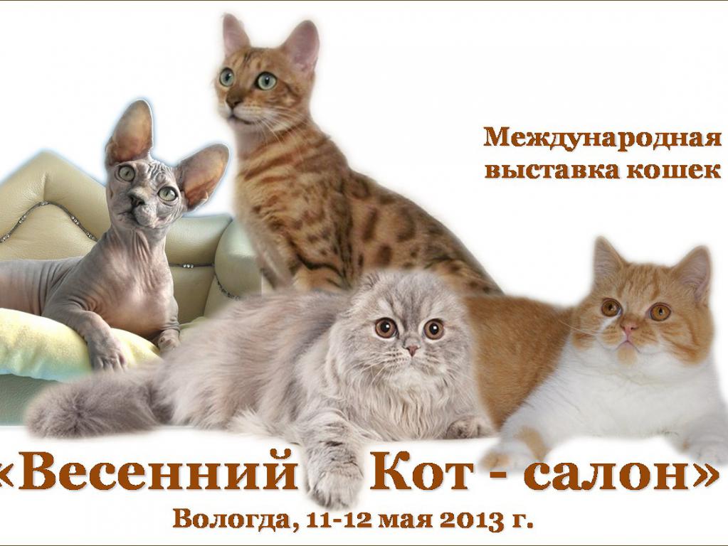 Выставка кошек «Весенний кот-салон» открыта в Вологде