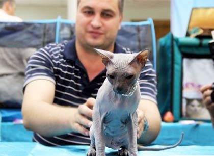 В Волгодонске прошла крупная выставка кошек (фоторепортаж)