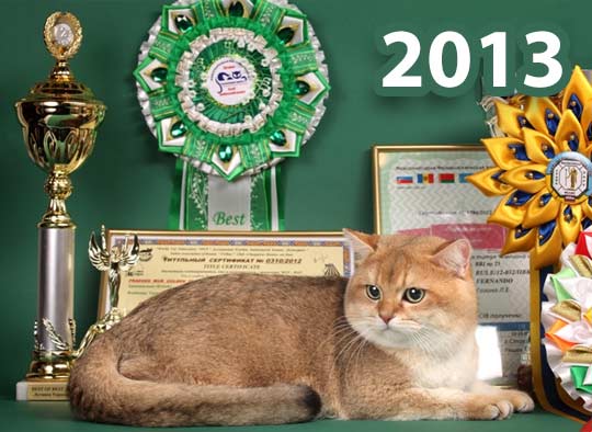 Расписание выставок кошек 2013