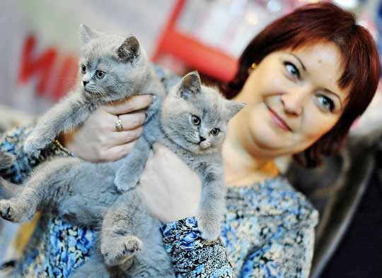 Выставка-раздача котят и кошек пройдет во Владивостоке