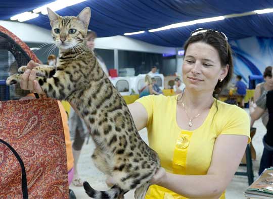 Международная выставка кошек проходит в Костанае