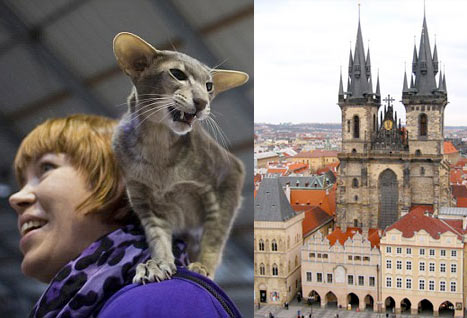 Самые титулованные кошки мира на выставке в Праге