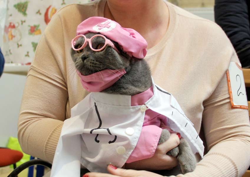 В Омске кошка в костюме доктора выиграла в конкурсе
